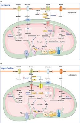 Mitochondrial Metabolism in Myocardial Remodeling and Mechanical Unloading: Implications for Ischemic Heart Disease